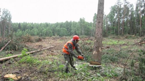 В лесах Кизела и Октябрьского впервые за 15 лет изучат состояние деревьев