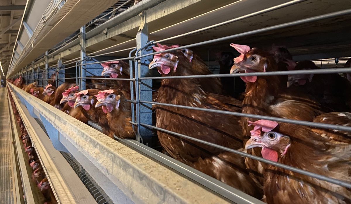 Кризис в птицепроме набирает обороты