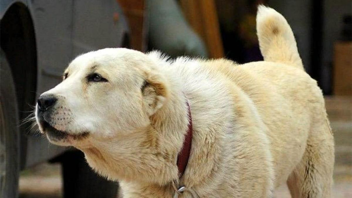 Жительница Перми взыскала компенсацию за гибель собаки  