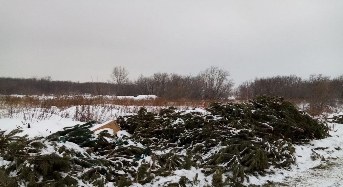 В Перми начали появляться свалки из новогодних деревьев