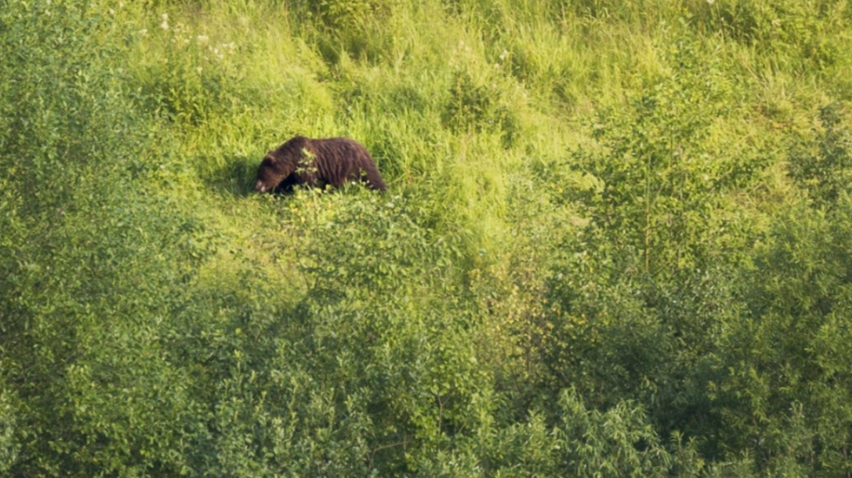 Туристов призывают не останавливаться под Ветланом из-за медведя