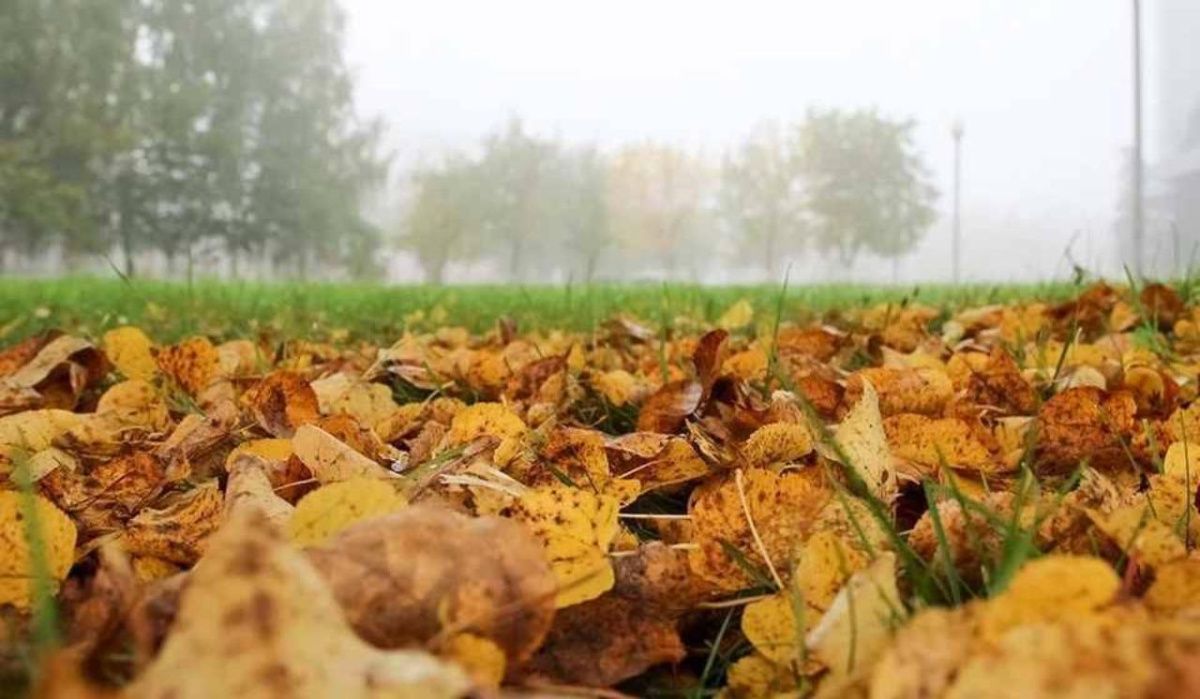 Леус рассказал о погоде в Петербурге 11 ноября