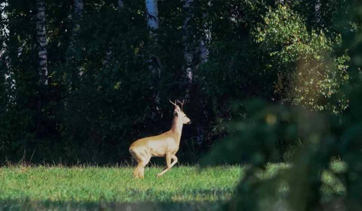 В Новосибирской области начался сезон миграции косуль и лосей