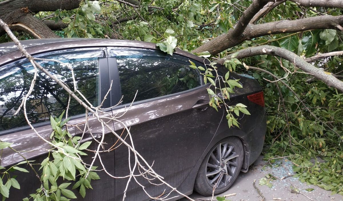 За упавшее на автомобиль дерево житель Березников взыскал более четверти миллиона рублей