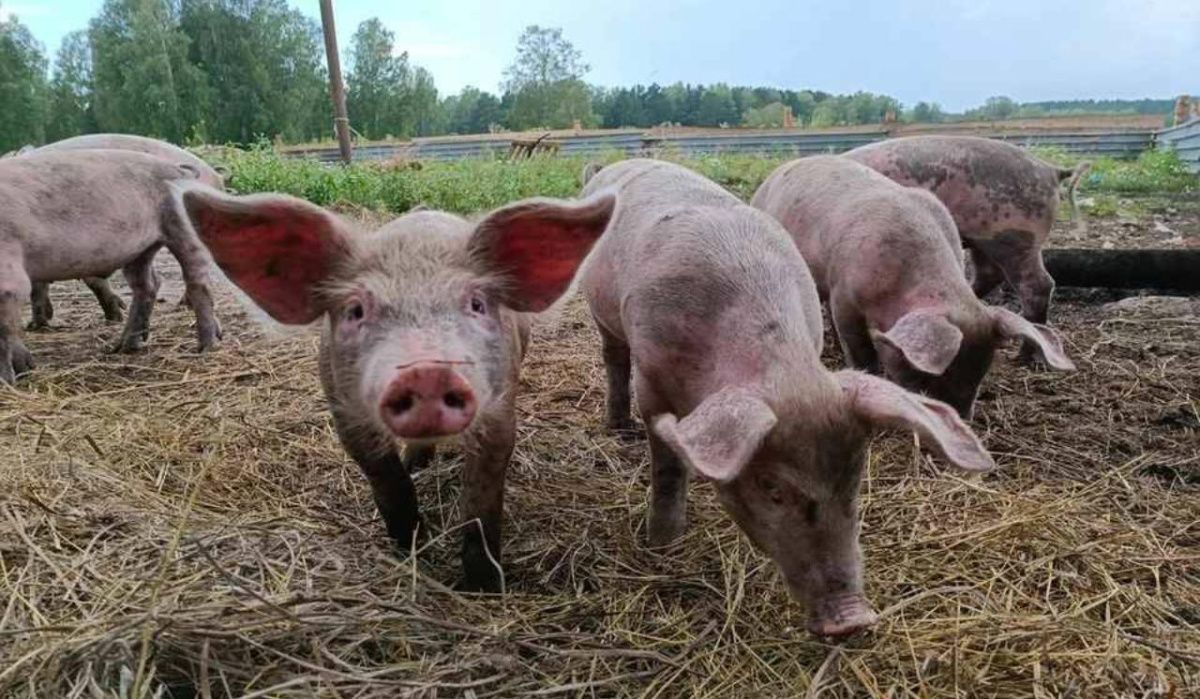 Карантин по бешенству введен в Новосибирской области