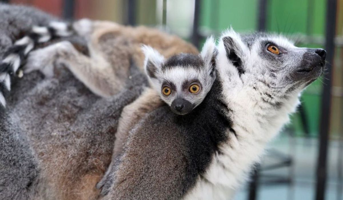 В казанском зооботсаду родился редкий кошачий лемур
