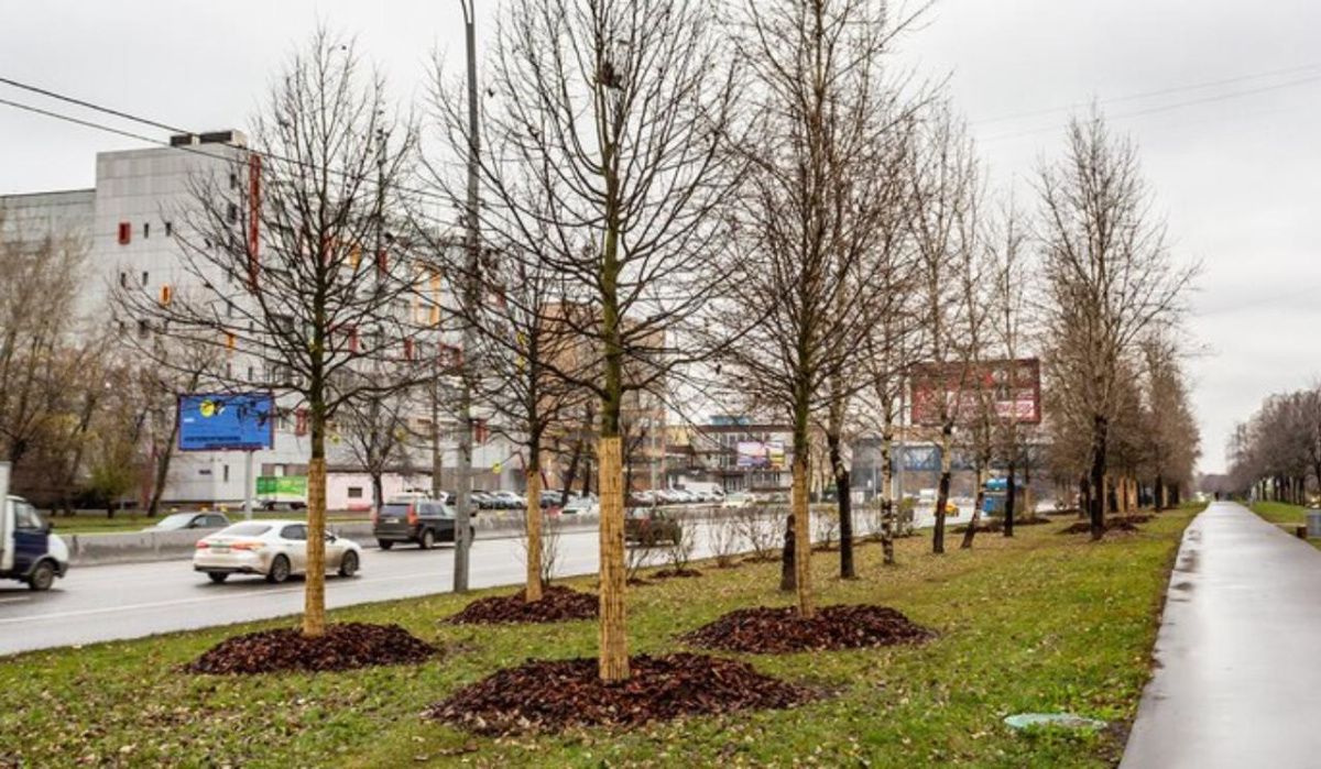 В Перми срубят деревья на Комсомольском проспекте