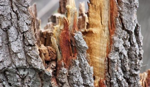  Суд обязал администрацию города Чусового Пермского края снести аварийные деревья