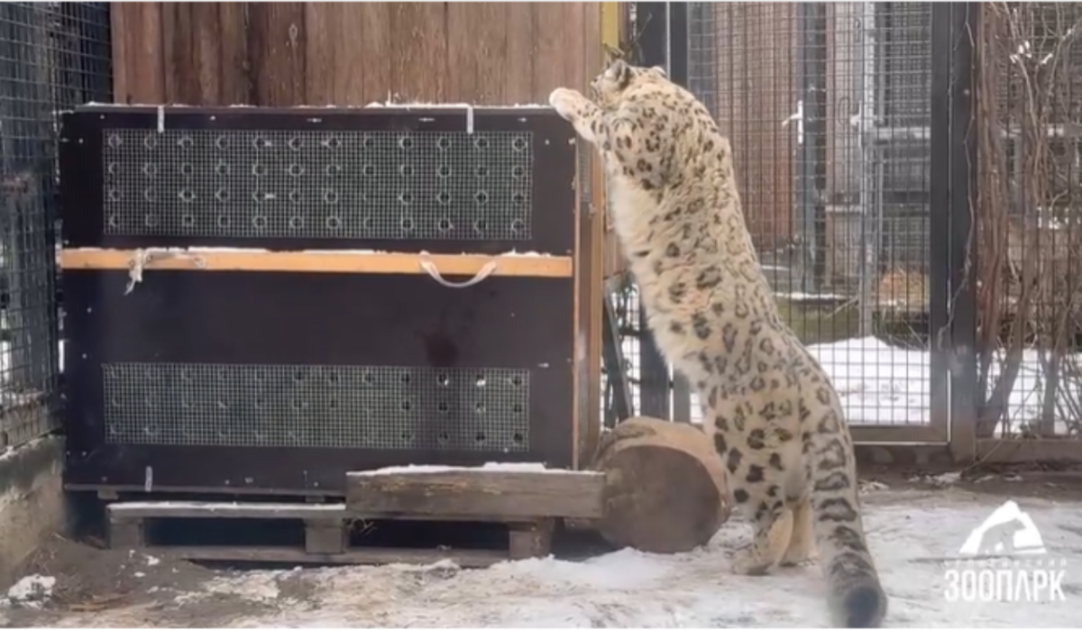 В Челябинском зоопарке рассказали, куда пропала ирбис Серебряна