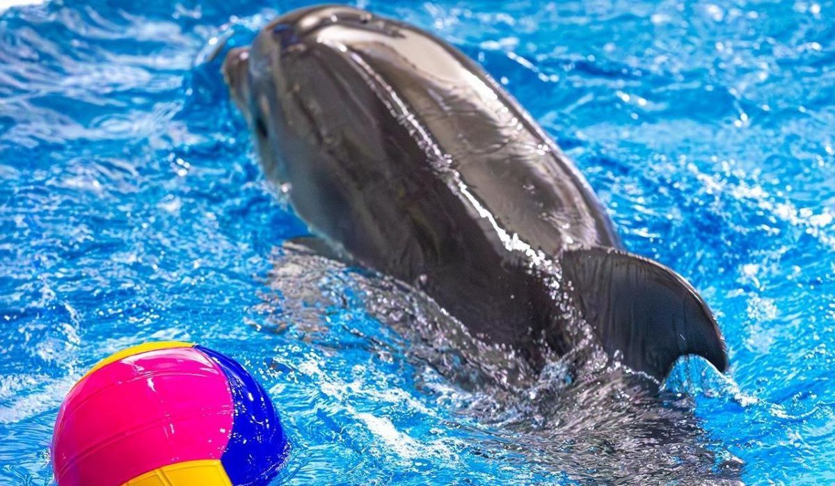 Москвичи выбрали имя для дельфиненка из «Москвариума»