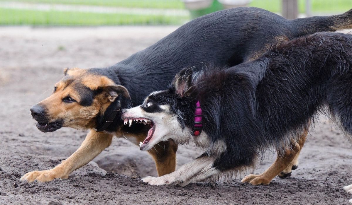 За укус бродячей собаки пермячка получит компенсацию морального вреда