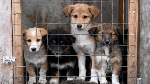 В мэрии Перми оправдались за гибель более 130 собак в приюте