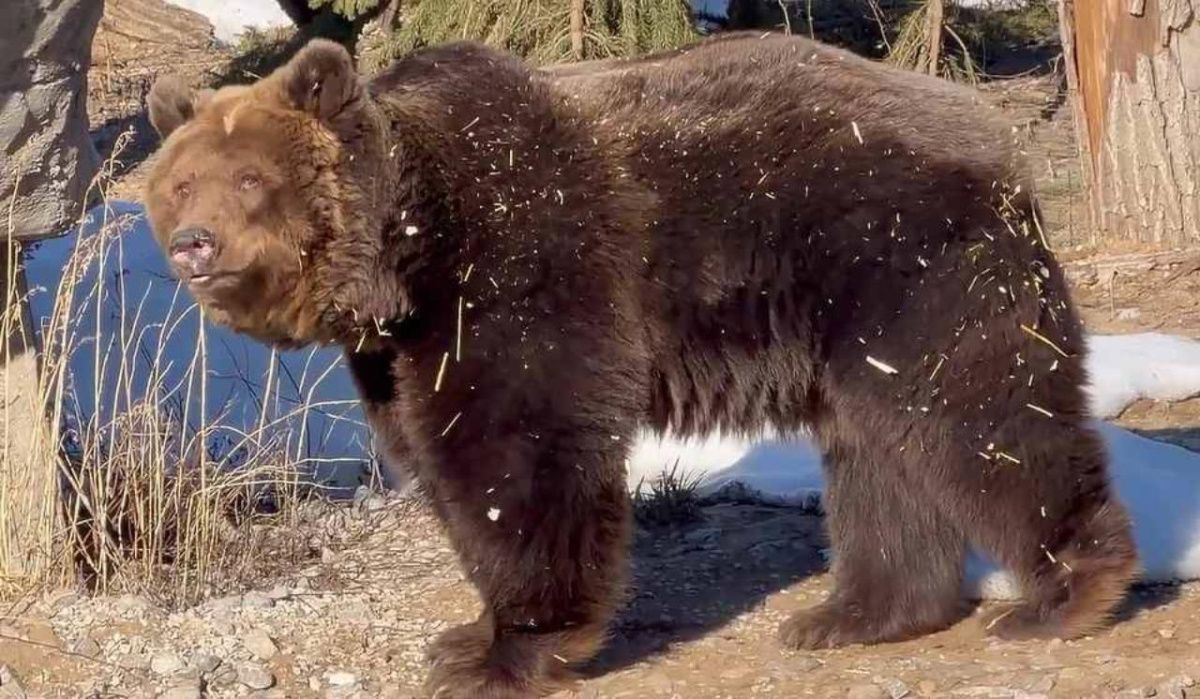 В Пермском зоопарке проснулись бурые медведи