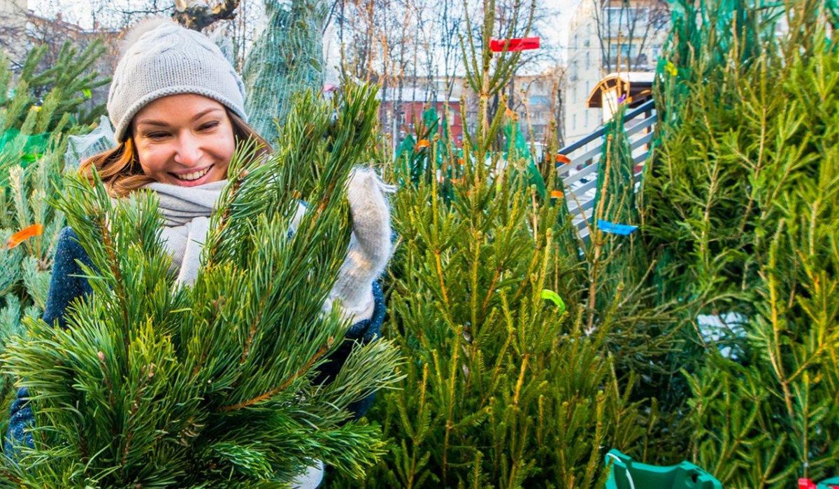 В Красноярске откроют 42 ёлочных базара 