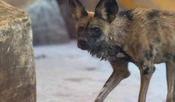 Пермский зоопарк пополнился новыми обитателями