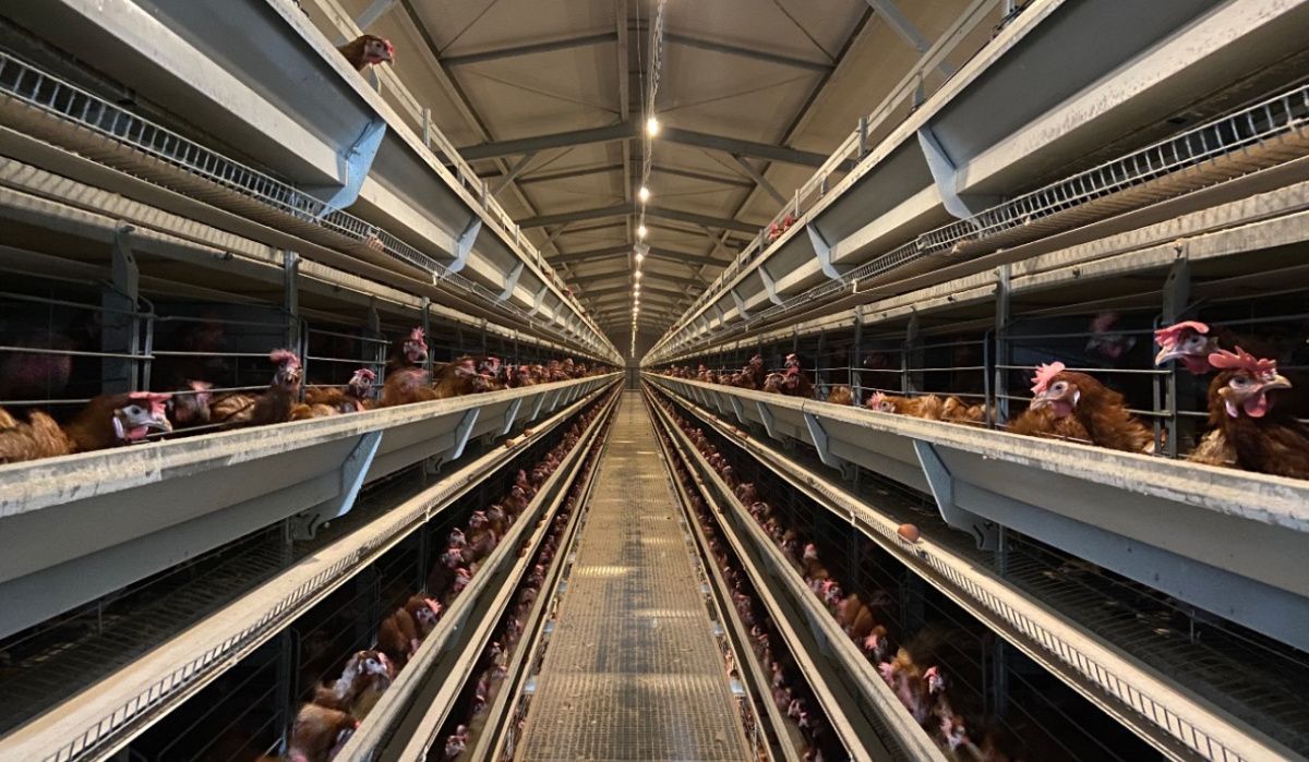 Молодняковый корпус АО «Птицефабрика Чайковская» вырос до 105 тысяч