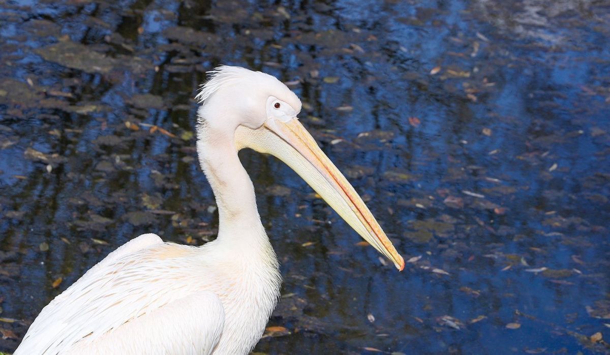 В Московском зоопарке животные начали весенний сезон на уличных территориях
