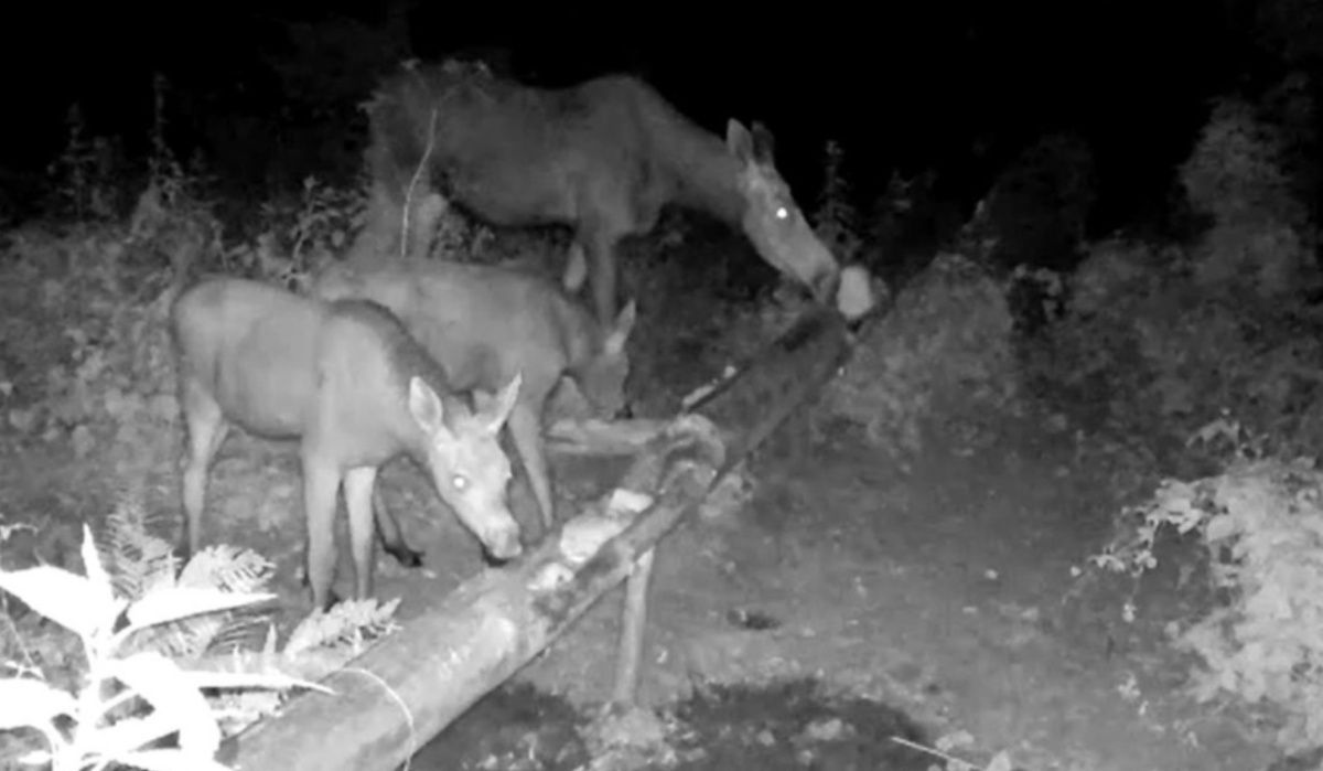 Лосята с матерью попали в фотоловушку в Башкирии