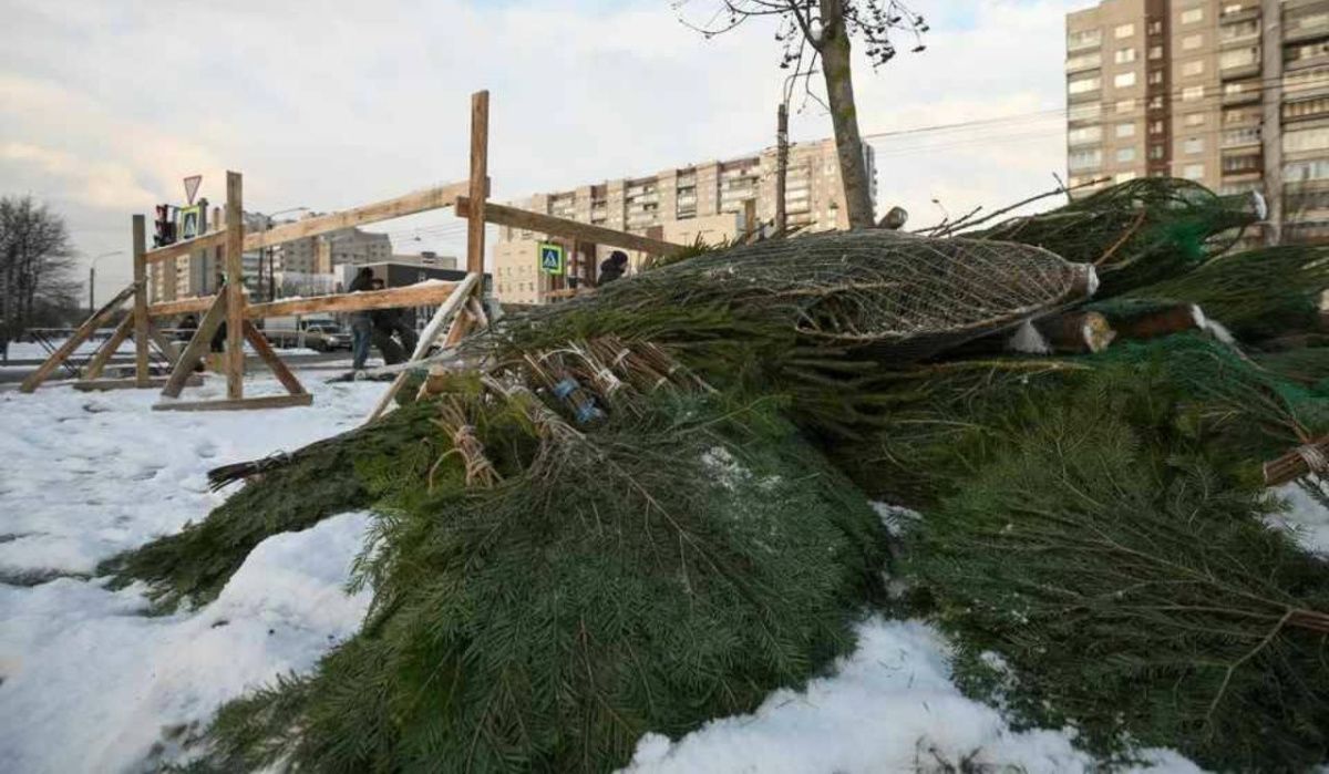 В Пермском крае опубликован список пунктов приёма новогодних ёлок