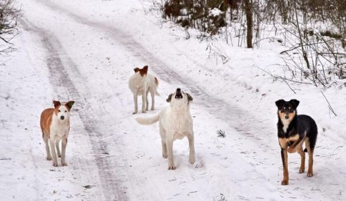 Администрации города Гремячинска Пермского края дан месяц для отлова бездомных собак
