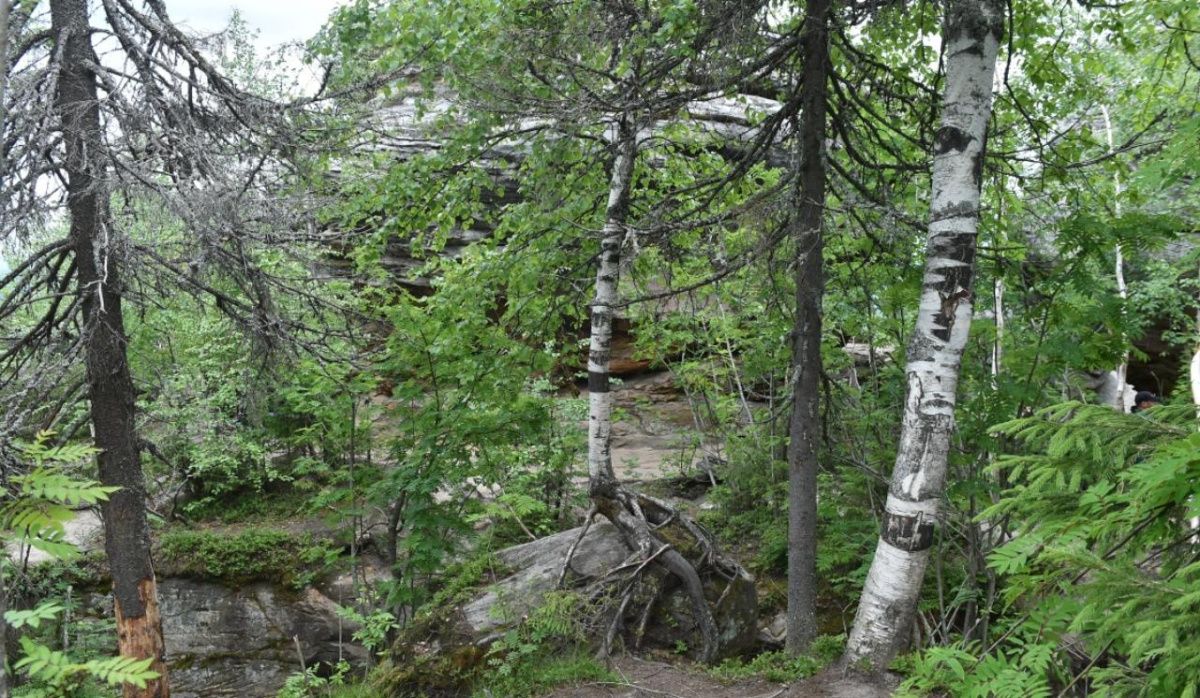 Пермская система «Умный лес» получила приз во Всероссийском конкурсе «ПРОФ-IT» 