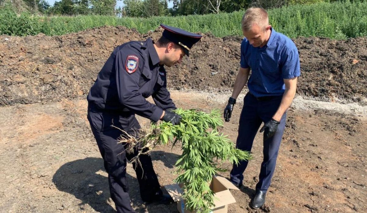 В Чайковском стартовала операция «Мак-2025» по борьбе с наркопреступностью