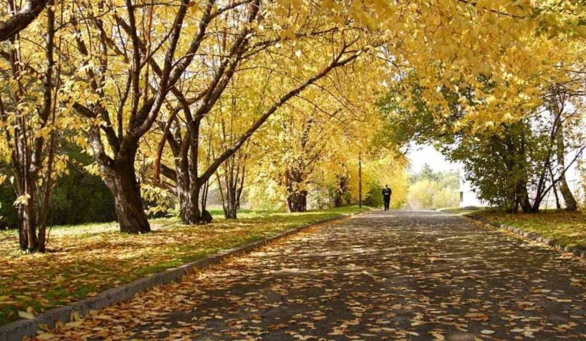 В Новосибирске может сохраниться до +20°C до конца сентября