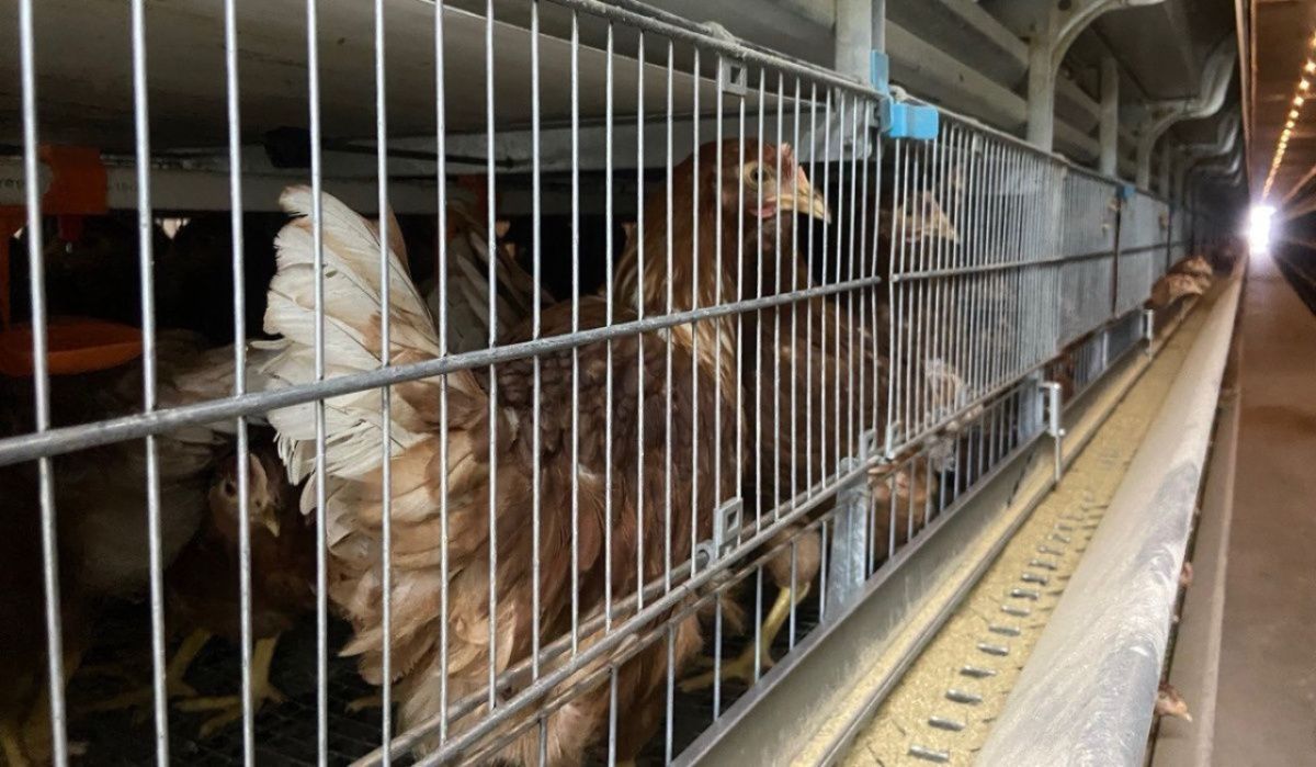 "Птицефабрика Чайковская"  расскрыла промышленный рацион кур-несушек