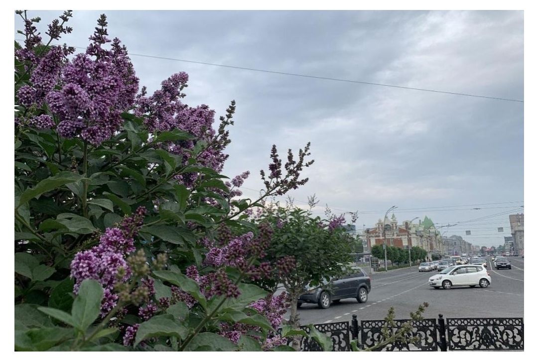 В Новосибирске наконец-то зацвела сирень