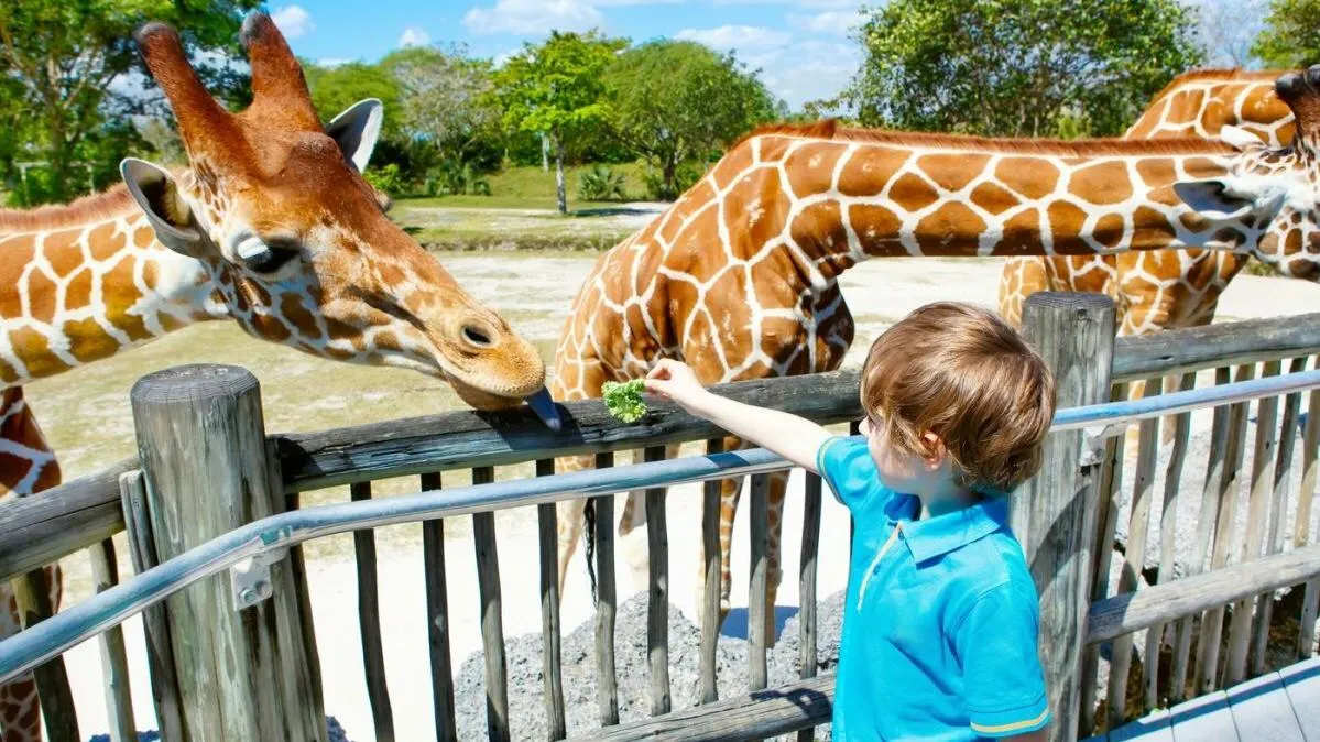 Мэрия Перми выдала новое разрешение на строительство зоопарка 
