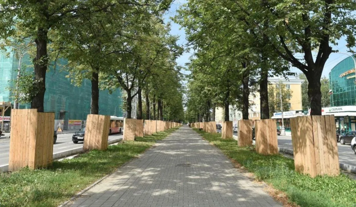 В Пермском крае появятся особо охраняемые деревья