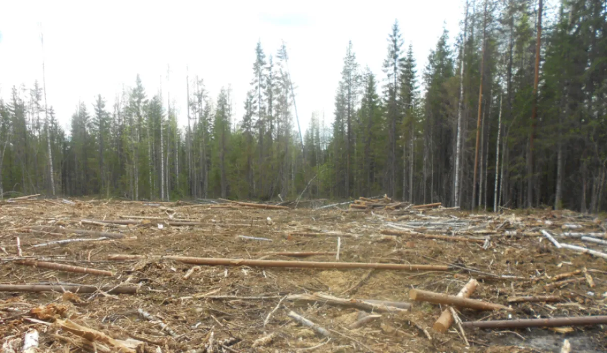 Предприниматель из Прикамья выплатит крупный штраф за нарушение лесного законодательства