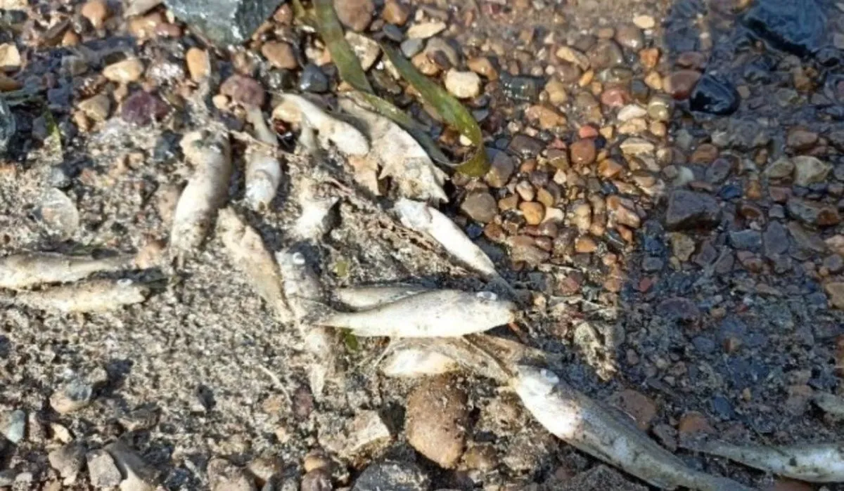 В Перми в Каме массово гибнет рыба