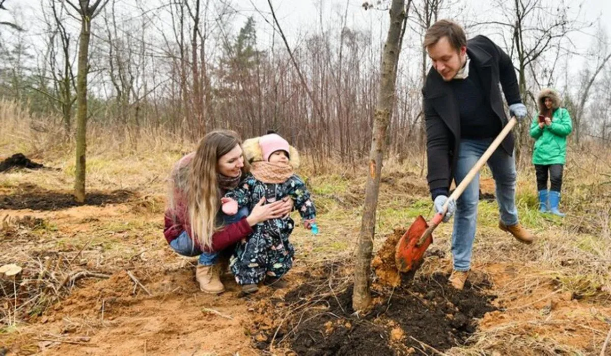 В Перми запретили высаживать американские деревья